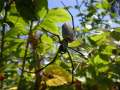0009_Spider