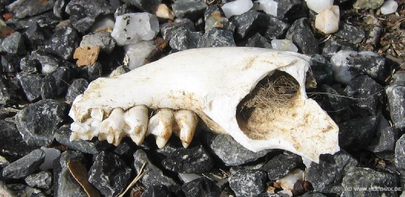 6803_Skull