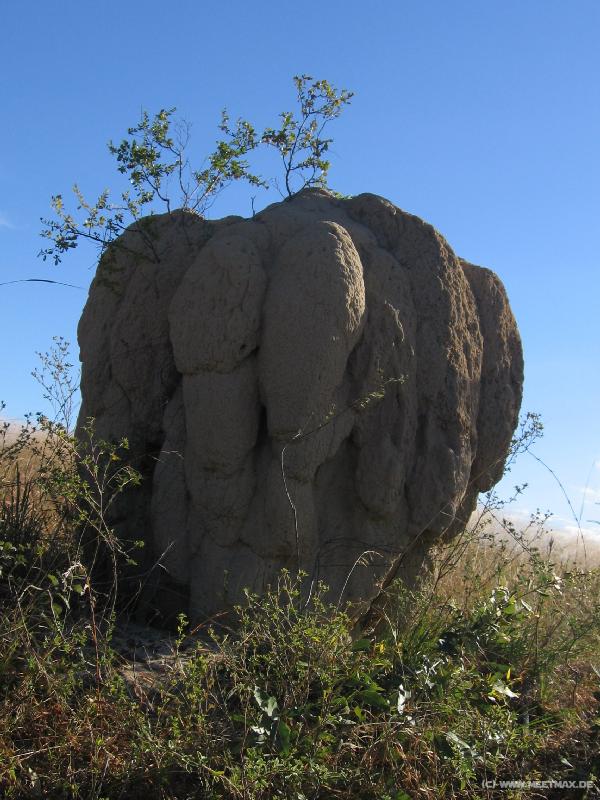 6816_Termite_hill