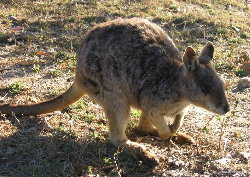 6835_Wallaby