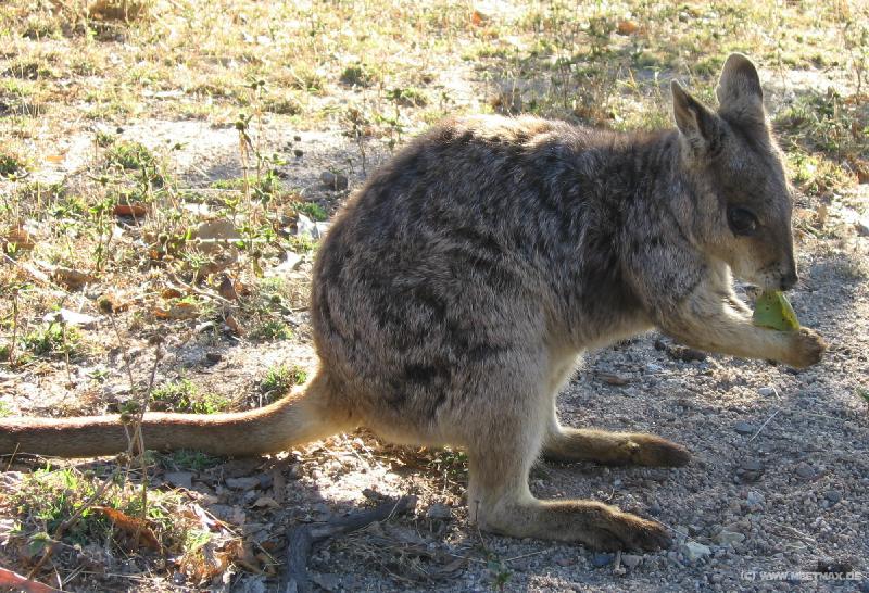 6836_Wallaby