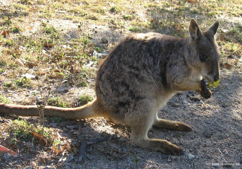 6840_Wallaby