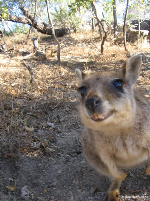6850_Wallaby