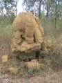 6799_Termite_hill