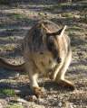 6834_Wallaby