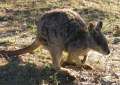 6835_Wallaby