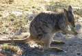 6836_Wallaby