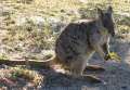 6839_Wallaby