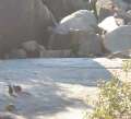 6844_Wallabies
