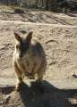 6845_Wallaby