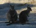 6855_Wallabies