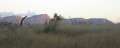 6883_Mareeba_Ayers_Rock