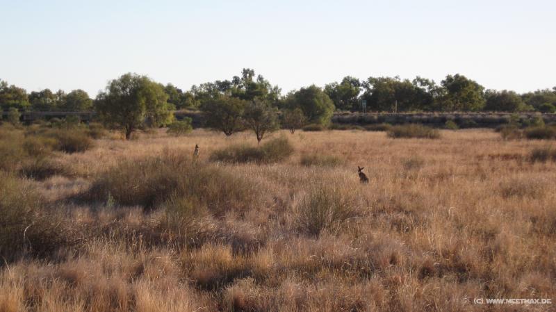 2251_Kangaroos