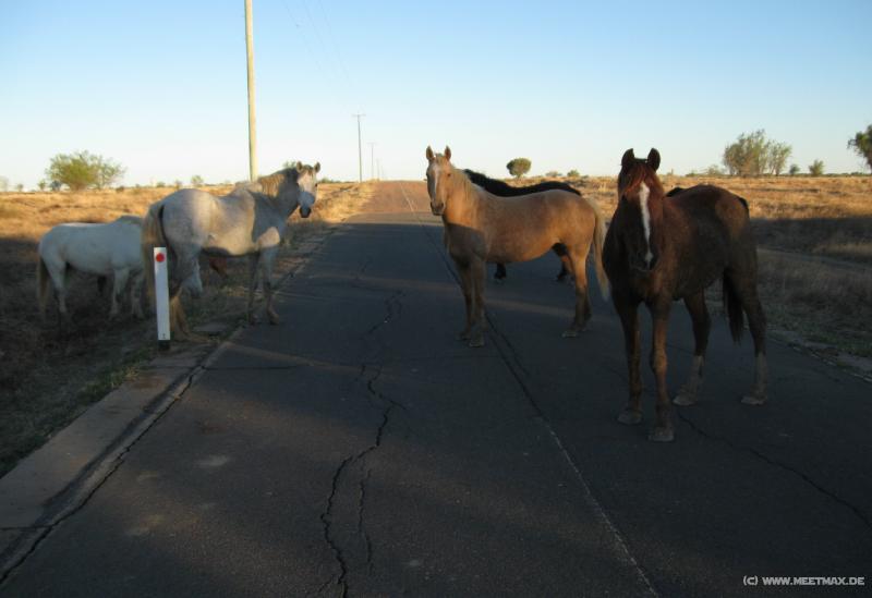 2257_Roadhorses