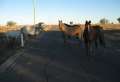 2257_Roadhorses