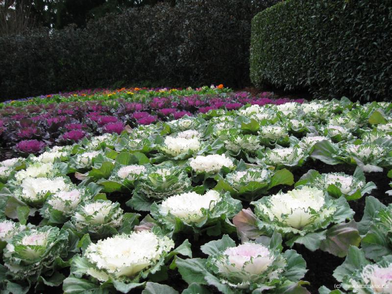 2383_Roma_Street_Parkland_vegetables