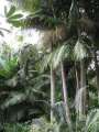 2376_Roma_Street_Parkland