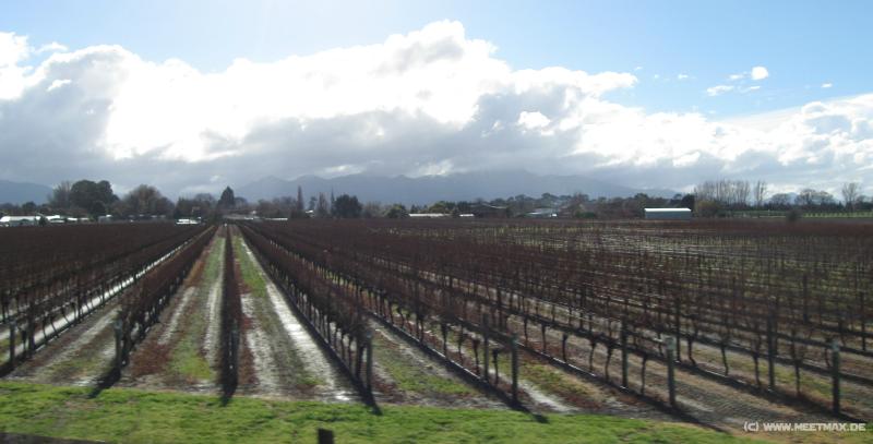 2923_Vineyard