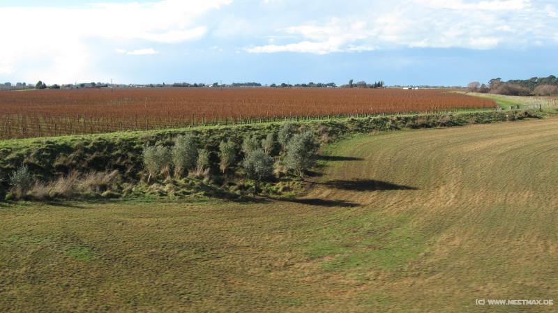 2925_Vineyard