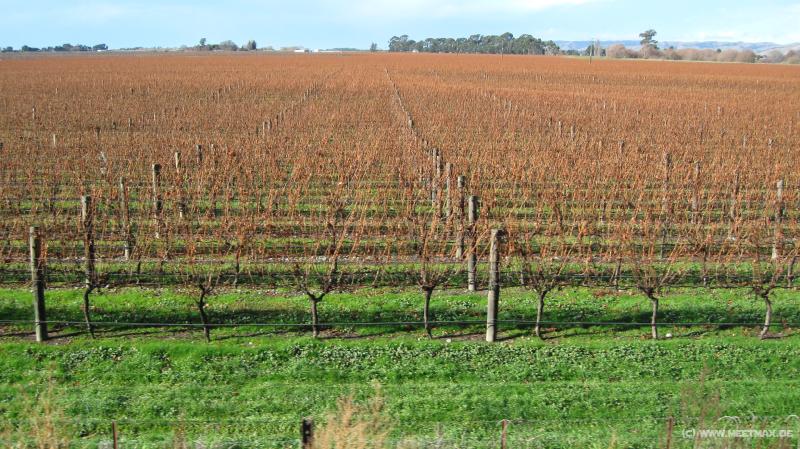 2927_Vineyard