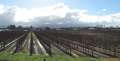 2923_Vineyard