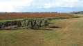 2925_Vineyard