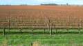 2927_Vineyard