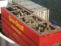 2962_Sheep_transport