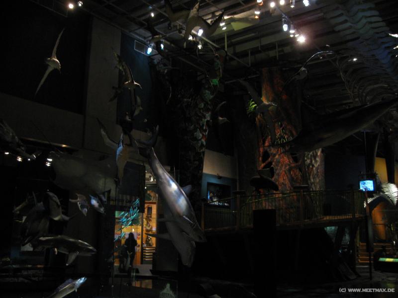 3065_Te_Papa