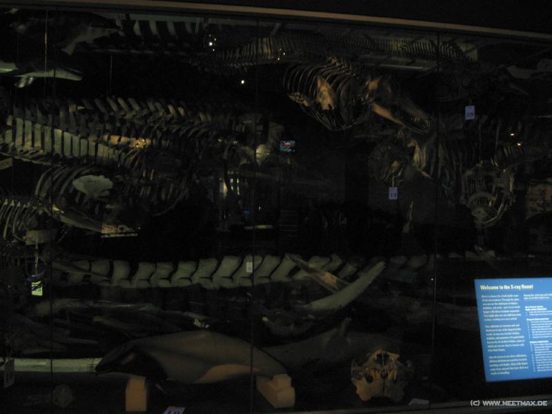 3066_Te_Papa