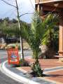 3204_Palm_at_Snow_Centre