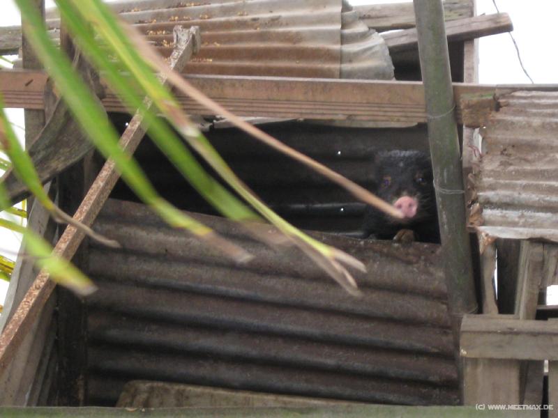 3480_Pig_window