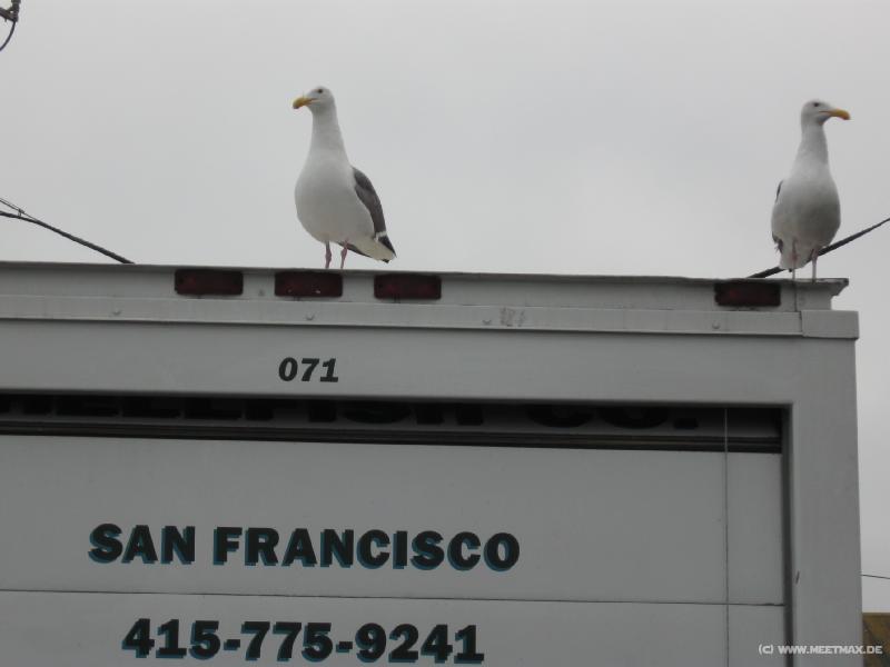 3809_SF_doves