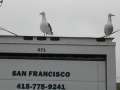 3809_SF_doves