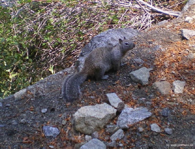 4022_Squirrel