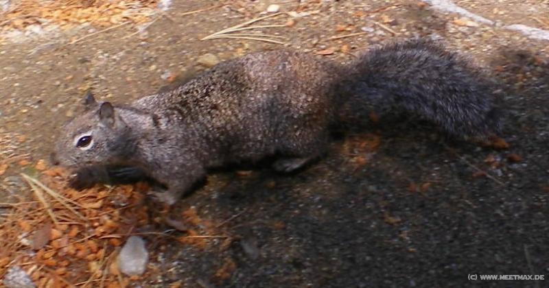 4023_Squirrel