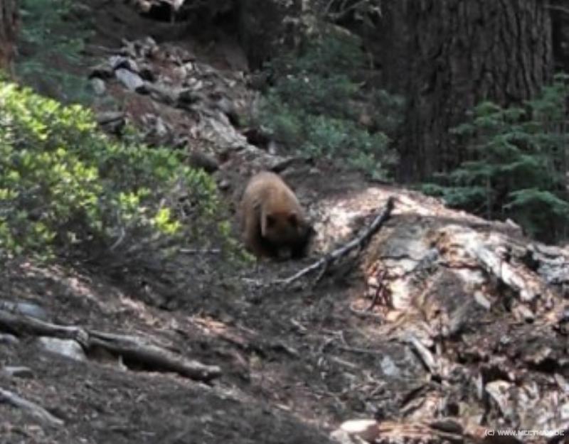 4065_Bear