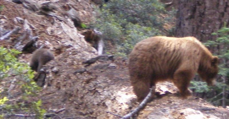 4068_Bears