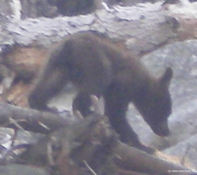 4069_Baby_bear