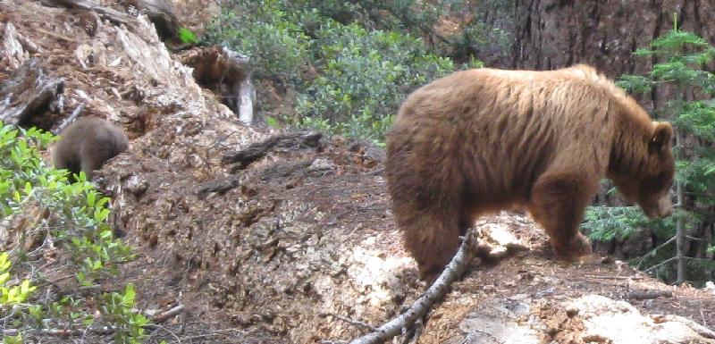 4071_Bears