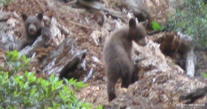 4072_Bears