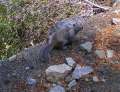 4022_Squirrel