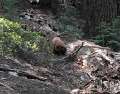 4065_Bear