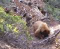 4067_Bears