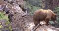 4068_Bears