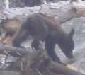 4069_Baby_bear