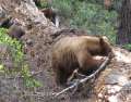4070_Bears