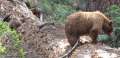 4071_Bears