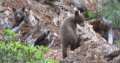 4072_Bears