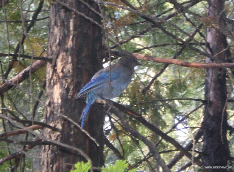 4102_Blue_bird